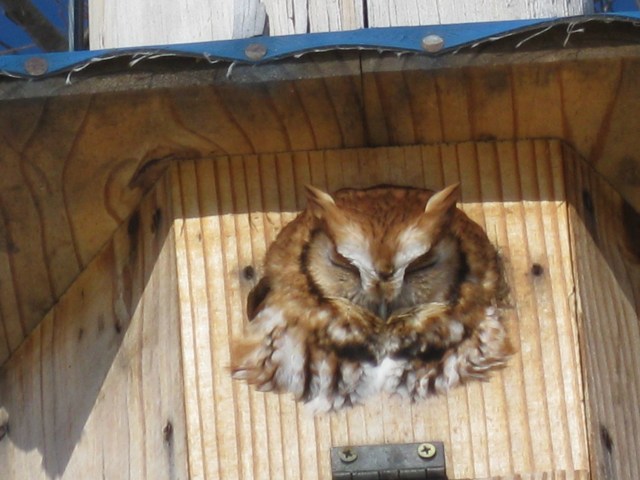 Screech Owl Looks Out from Hill's Wood-Duck House by Rich Hill