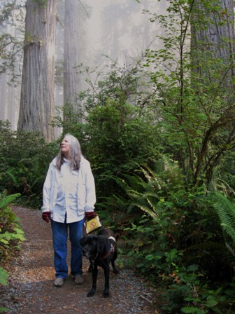 Donna & her guide dog Hunter walk along path in Redwoods. There's a glowing mist: Photo by Rich Hill