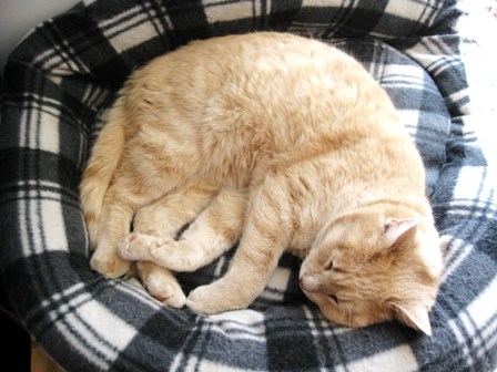 Goofus, a rescued strawberry-blonde tabby, is curled up in his bed: photo by Rich Hill