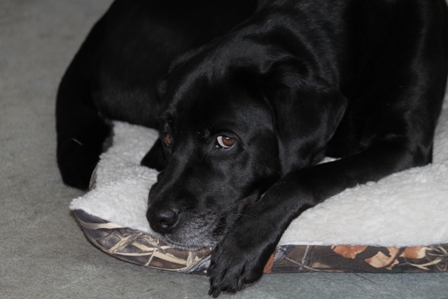 Hunter, a black Lab guide dog, is looking out from his bed under the table: photo by Rich Hill