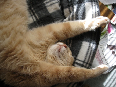 Goofus, a male, Strawberry-blonde tabby, hangs upside-down in the family room: photo by Rich Hill