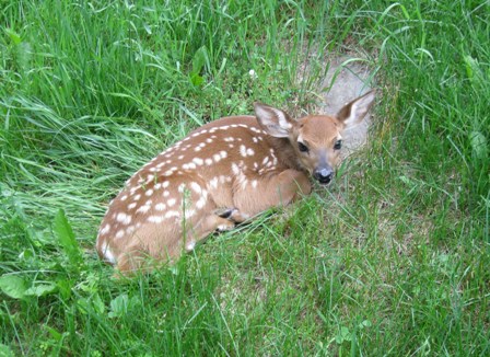 A very young fawn in the grass just east of our house: photo by rich hill