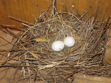 Dove eggs in nest inside shelter near pond in Pennsylvania's Endless Mountains: photo by Rich Hill