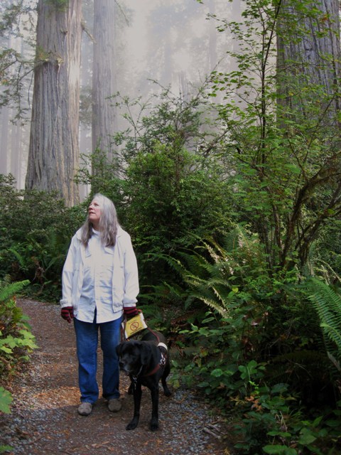 Donna & her guide dog Hunter walk along path in Redwoods. There's a glowing mist: Photo by Rich Hill.