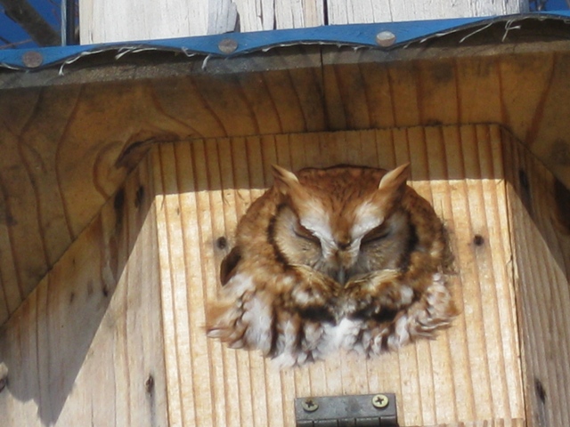 A Screech Owl Looks Out from a House Built for Wood-Ducks. Photo by Rich Hill.