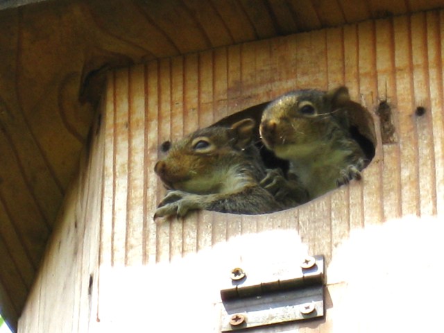 Baby squirrels peering out of duck house high above Hill's pond: photo by Rich Hill.
