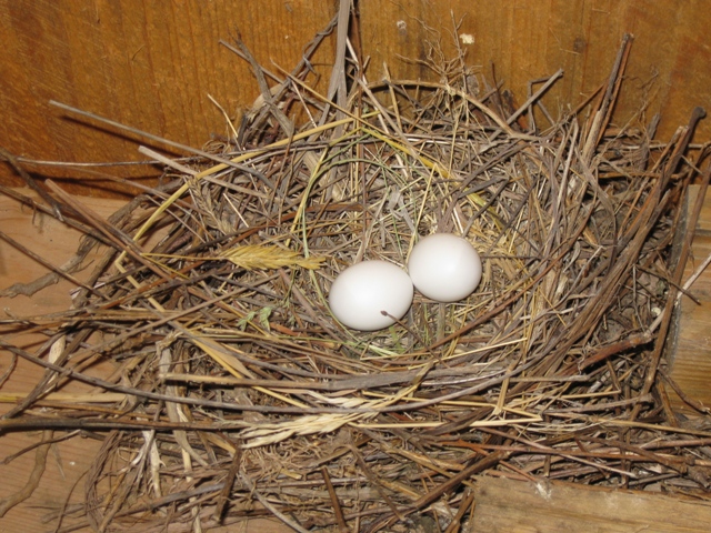 Dove Nnest with Eggs in Pond Shelter by Rich Hill.