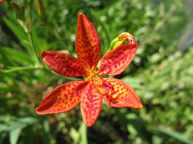 A 6 Petal Lily: photo by Rich Hill.