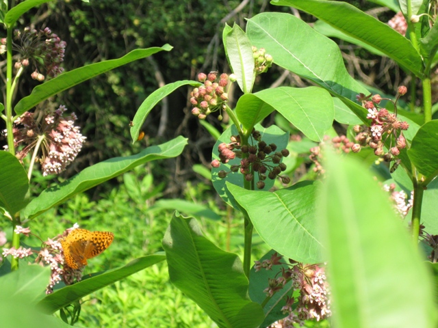 Butterfly on Milkweed Flowers in Various Stages of Bloom: photo by Rich Hill.