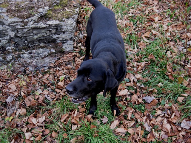 Hunter, a male black Lab and Donna’s fourth guide dog relaxes in the fall leaves: photo by Rich Hill
