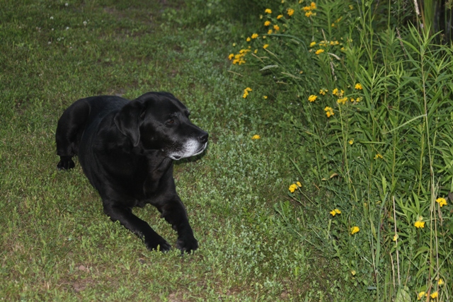 Hunter, Donna's black Lab guide dog,  on Hill's Pond-Berm Trail with  blooming yellow Birdsfoot Trefoil, Showing his Gray in Summer of 2013: photo by Rich Hill. 
