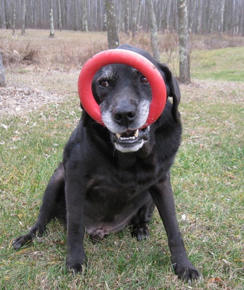 Hunter, Donna's black Lab guide dog, has found a new way to carry his red rubber Ring. It's in his mouth but flipped up over his face: photo by Rich Hill