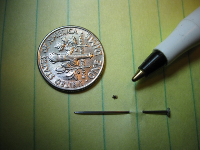 This deer tick, shown with straight pin, dime and ballpoint Pen, is huge compared to some we've found: photo by Rich Hill. 