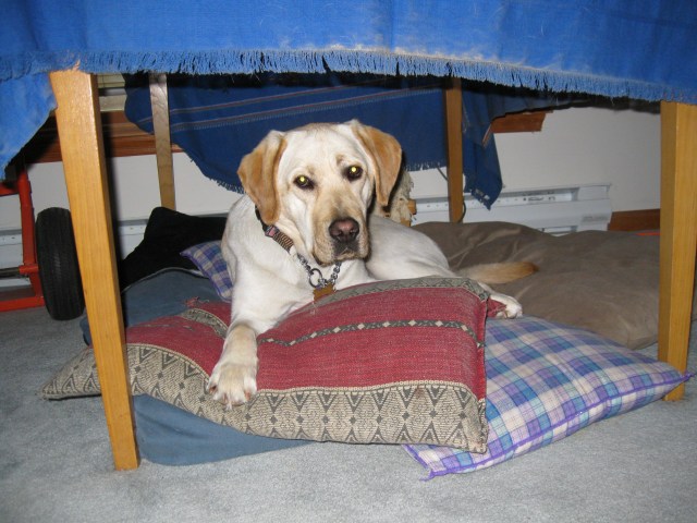 A sneak peak at Mo, my new male yellow Lab guide dog: photo by Rich Hill
