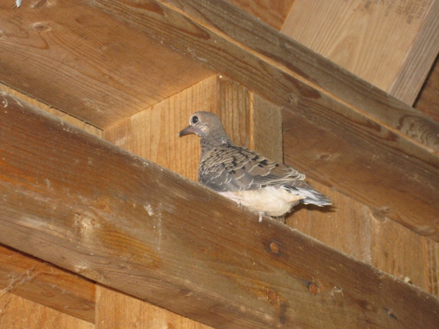 Dove baby in Hill's Pond Shelter: photo by Rich Hill