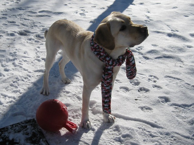 Male yellow Lab guide dog, Mo, outside with red jolly ball, wearing sparkly xmas scarf: photo by rich hill