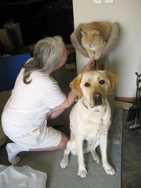 Donna with her new yellow Lab guide dog, Mo, and rescued strawberry-blonde tabby Goofus: photo by Rich Hill.