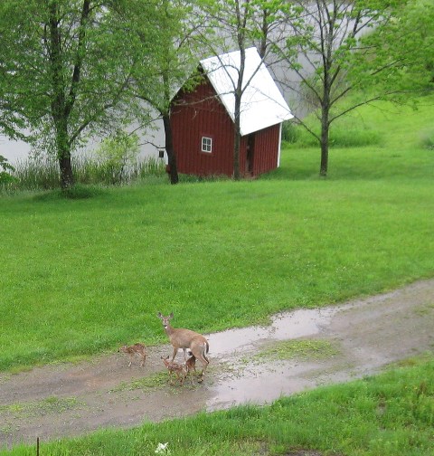These three fawns were born east of Hills' house on 5/28/19. They are so young, they can barely stand up, and their Mom had to stand downhill from them, so they could reach her to nurse: photo by Rich Hill.